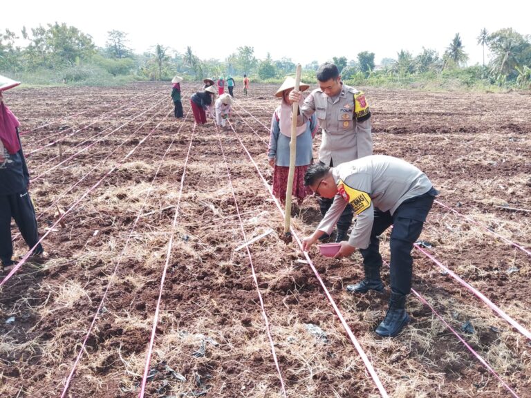 Wujud Sinergi Polri dan Petani, Polsek Ciawigebang Gelar Penanaman Jagung di Lahan Kering