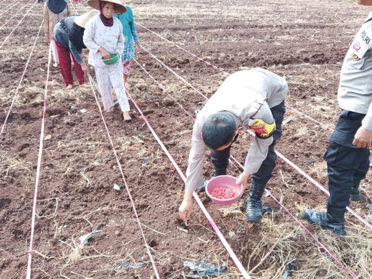 Polsek Ciawigebang Gencarkan Ketahanan Pangan Melalui Penanaman Jagung Hibrida