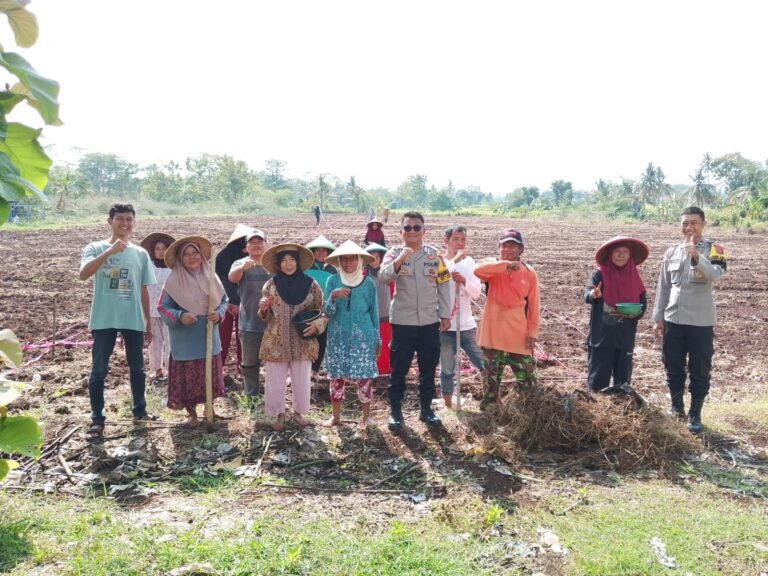 Polsek Ciawigebang dan Poktan Sri Unggul Mekar Tanam Jagung Hibrida Dukung Ketahanan Pangan Nasional