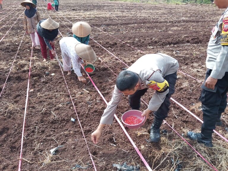 Dukung Program Ketahanan Pangan, Polsek Ciawigebang Tanam Jagung Bersama Kelompok Tani