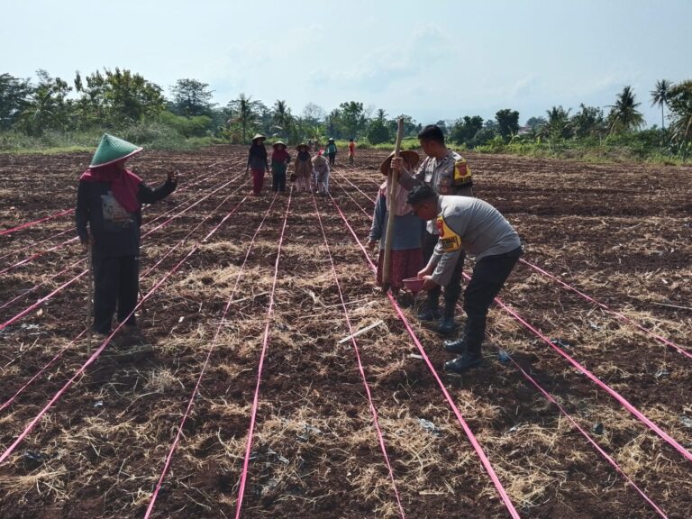 Dukung Perekonomian Warga, Polsek Ciawigebang Lakukan Penanaman Jagung Bersama Petani