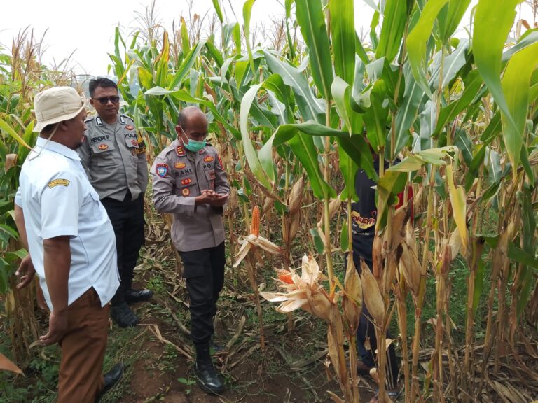 Kapolsek Ciawigebang Tinjau Kesiapan Panen Jagung Hibrida, Dukung Ketahanan Pangan Nasional