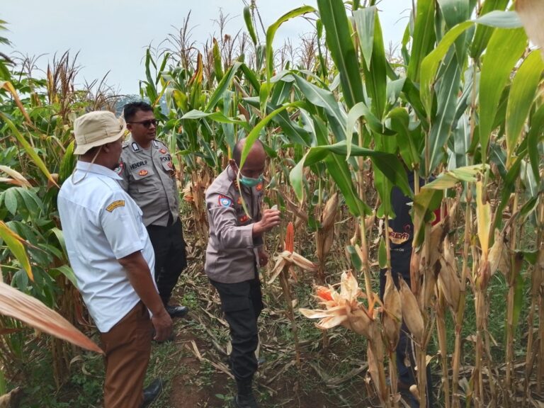 Kapolsek Ciawigebang Tinjau Kesiapan Panen Jagung Hibrida di Desa Sidaraja