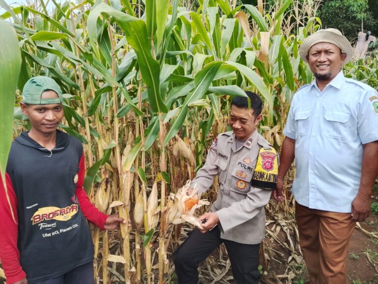 Dukung Ketahanan Pangan, Polsek Ciawigebang Cek Lahan Panen Jagung Hibrida