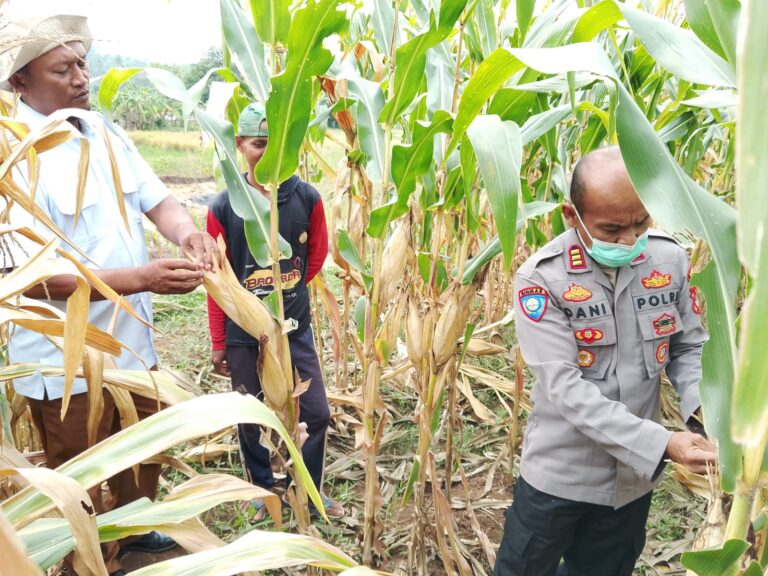 Dukung Program Ketahanan Pangan, Kapolsek Ciawigebang Pantau Langsung Lahan Jagung di Sidaraja