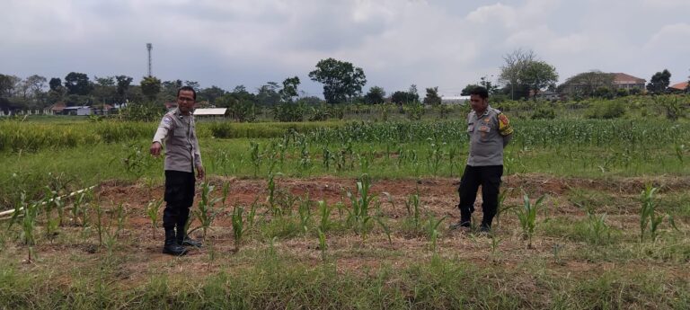 Polsek Mandirancan Dukung Ketahanan Pangan: Pantau Lahan Jagung Ponpes Anwarul Huda