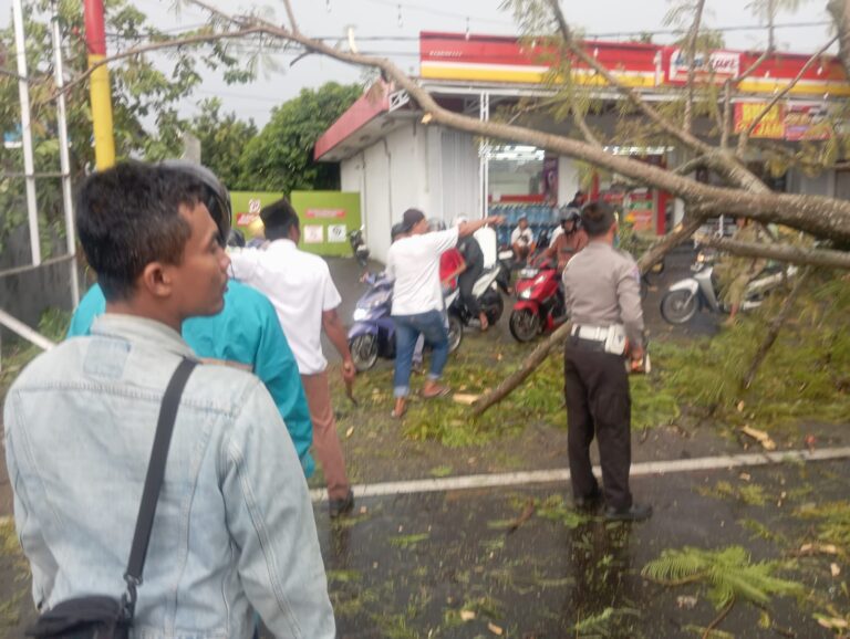 Jalan Raya Cilimus Sempat Terputus, Pohon Plamboyan Tumbang Saat Hujan Deras