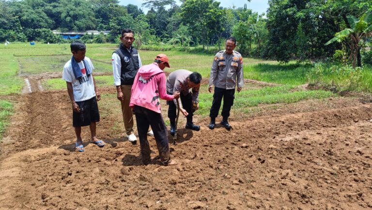 Wujudkan Ketahanan Pangan, Polsek Ciawigebang Tanam Jagung Hibrida di Lahan Kering Desa Karamatmulya