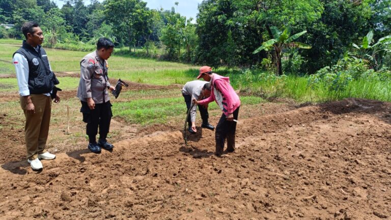 Polsek Ciawigebang dan Poktan Sumber Mukti II Tanam Jagung Hibrida Dukung Ketahanan Pangan di Desa Karamatmulya