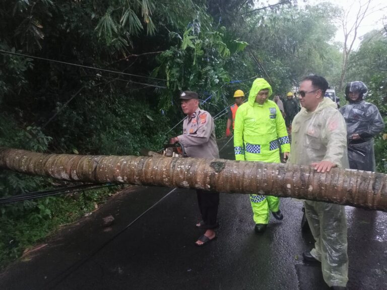 “Evakuasi Pohon Tumbang di Desa Ciniru Berjalan Lancar, Akses Jalan Kembali Normal”