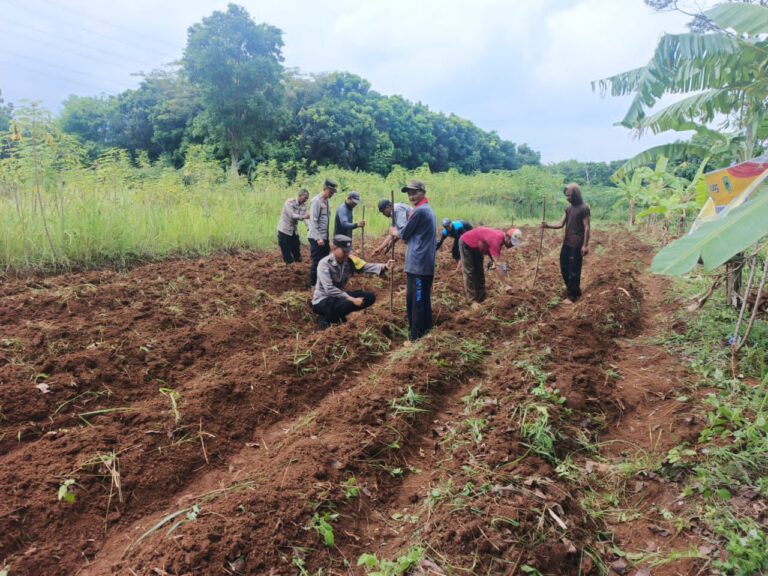 Kapolsek Pancalang Bersama Bhabinkamtibmas Laksanakan Penanaman Bibit Jagung Hibrida sebagai Wujud Dukungan Program Ketahanan Pangan
