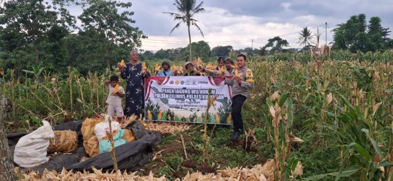 Panen Jagung di Pesawahan Dusun Kliwon Berjalan Kondusif Berkat Sinergi Polisi dan Petani