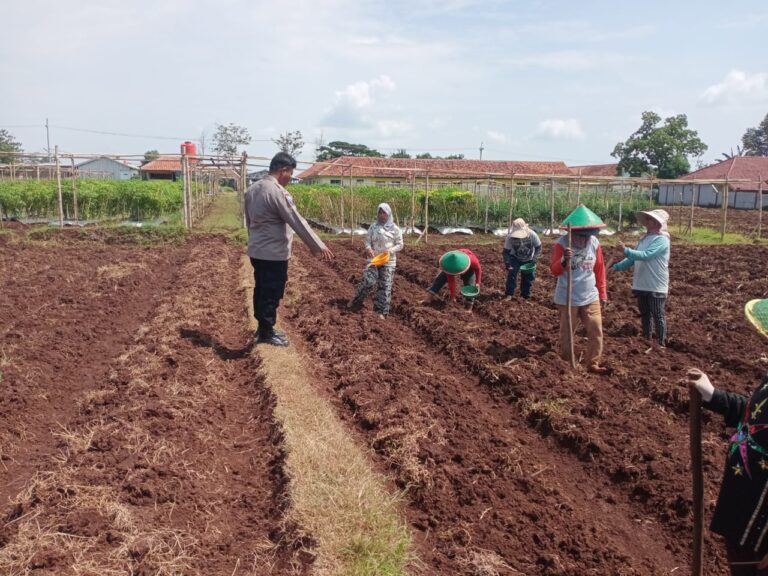 Bhabinkamtibmas Geresik Sambangi Petani Jagung, Dukung Ketahanan Pangan