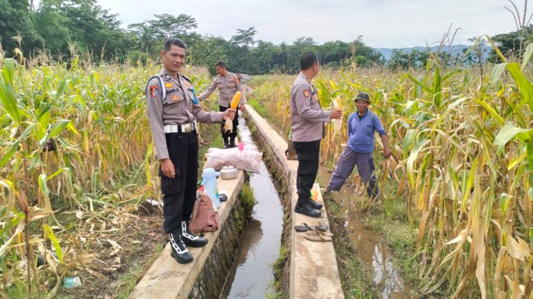 Dukung Program Ketahanan Pangan, Polsek Ciawigebang Hadiri Panen Jagung di Blok Lingga Lebaksiuh