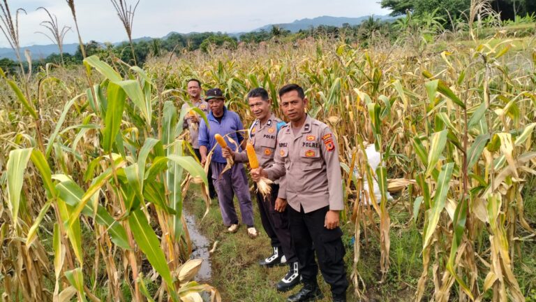 Kolaborasi Kepolisian dan Petani: Polsek Ciawigebang Kawal Panen Jagung di Blok Lingga Lebaksiuh