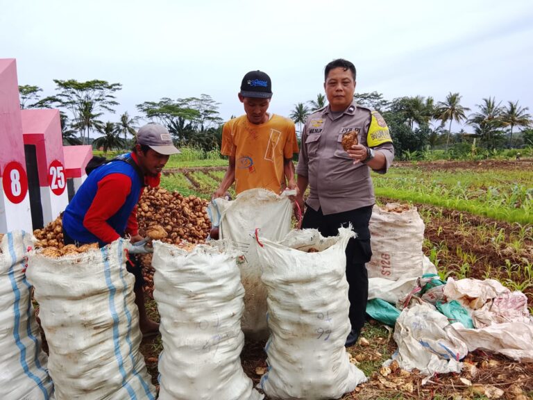 Bhabinkamtibmas Kapandayan Sambang Warga Panen Ubi, Ajak Jaga Kamtibmas dan Dukung Ketahanan Pangan