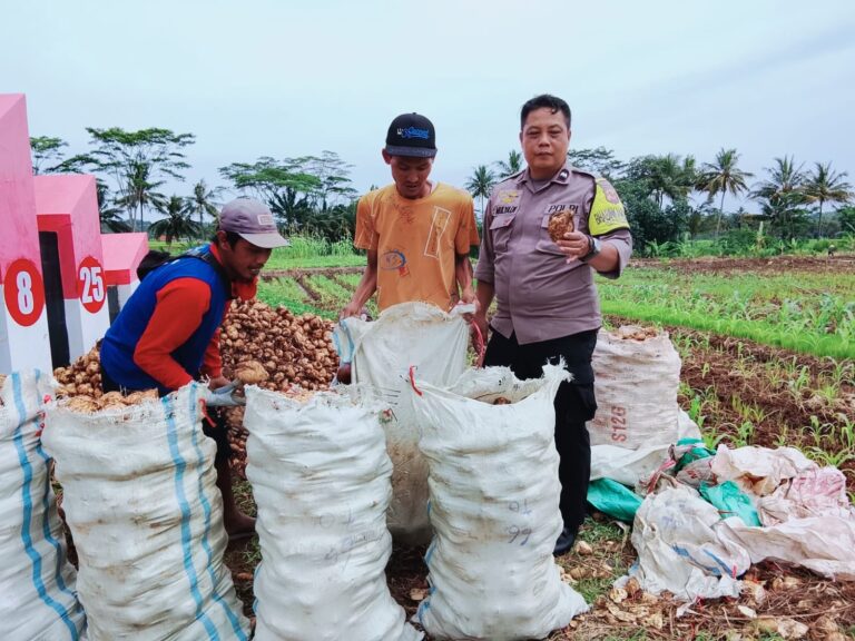 Sambang Kamtibmas, Bhabinkamtibmas Kapandayan Hadir di Tengah Warga Panen Ubi