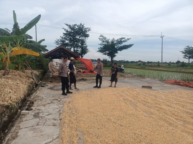 Polsek Ciawigebang Hadir di Tengah Petani Jagung Desa Lebaksiuh Dukung Program Ketahanan Pangan