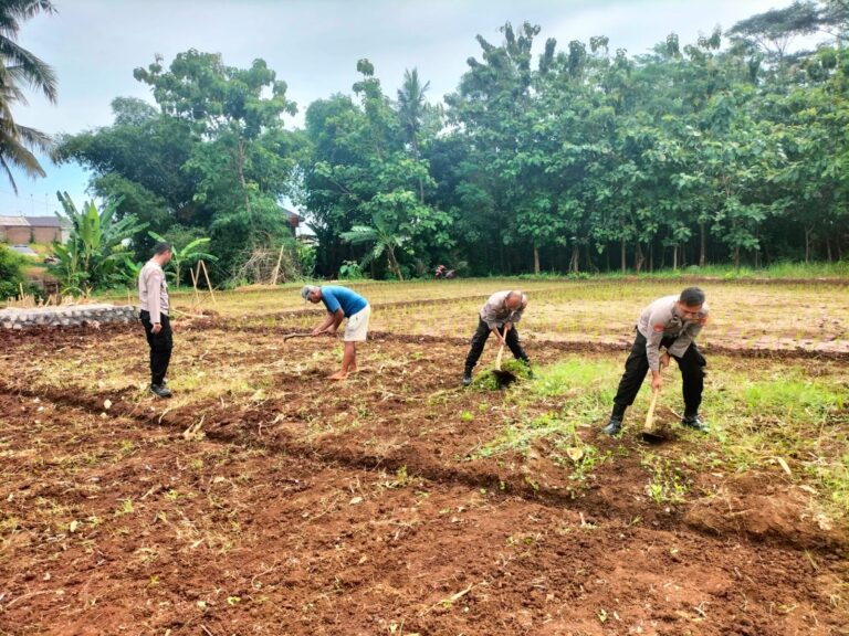 Kapolsek Ciawigebang Bersama Petani Desa Lebaksiuh Garap Lahan Kering untuk Tanam Jagung Hibrida