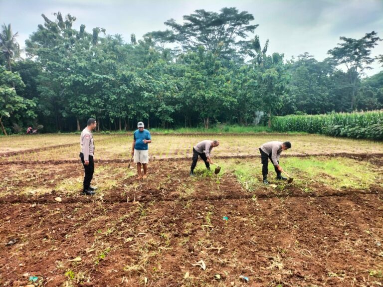 Dukung Ketahanan Pangan, Kapolsek Ciawigebang Turun Langsung Garap Lahan Jagung Hibrida di Desa Lebaksiuh