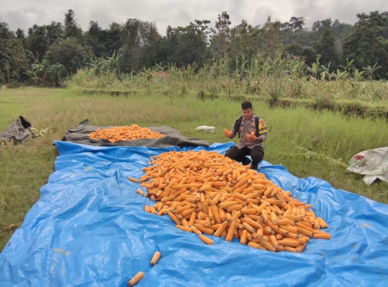 Monitoring Pascapanen Jagung Hibrida, Bhabinkamtibmas Desa Cibuntu Pastikan Keamanan dan Distribusi ke BULOG