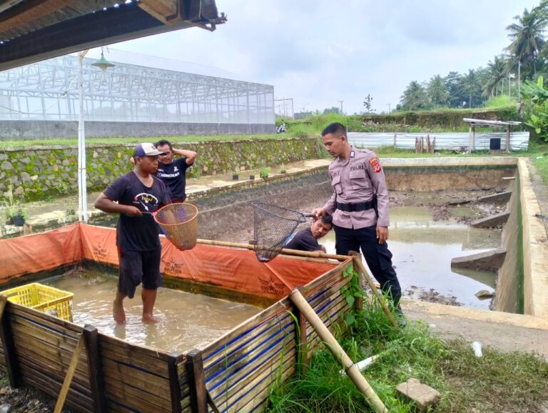 Dukung Program Ketahanan Pangan, Bhabinkamtibmas Desa Karangkamulyan Polsek Ciawigebang Tinjau Budidaya Lele BUMDes