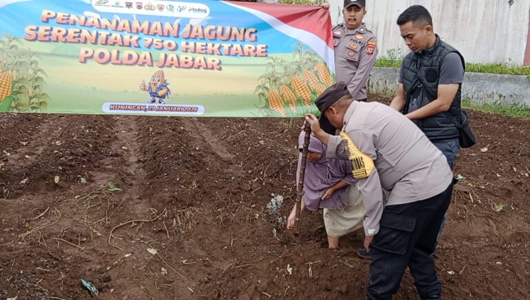 Polsek Cilimus Dampingi Petani: Sinergi Tingkatkan Hasil Jagung Hibrida