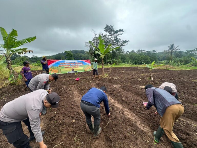 Polsek Cilimus Ppolres Kuningan Tanam Jagung Hibrida, Dorong Ketahanan Pangan Lokal