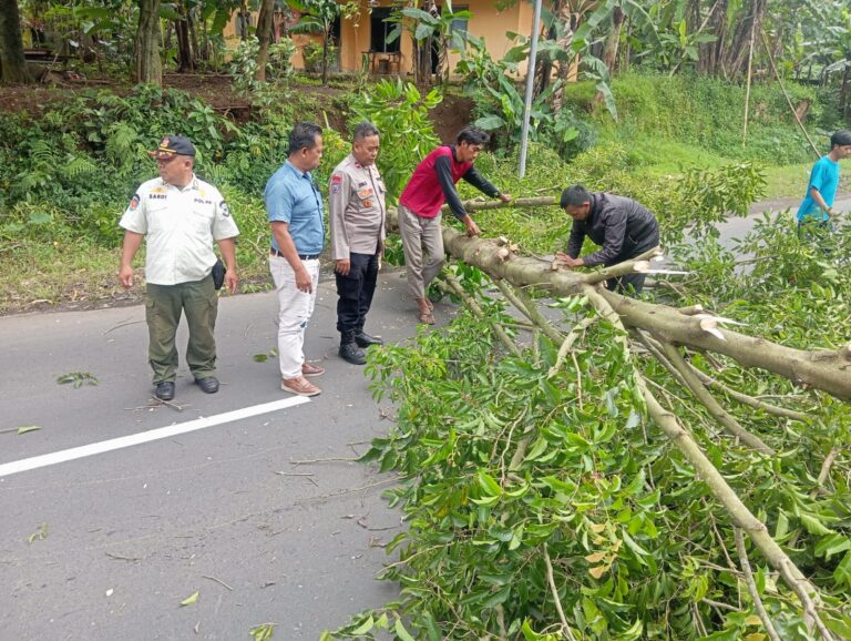 Polsek Cilimus Gerak Cepat Evakuasi Pohon Tumbang, Akses Jalan Kembali Normal