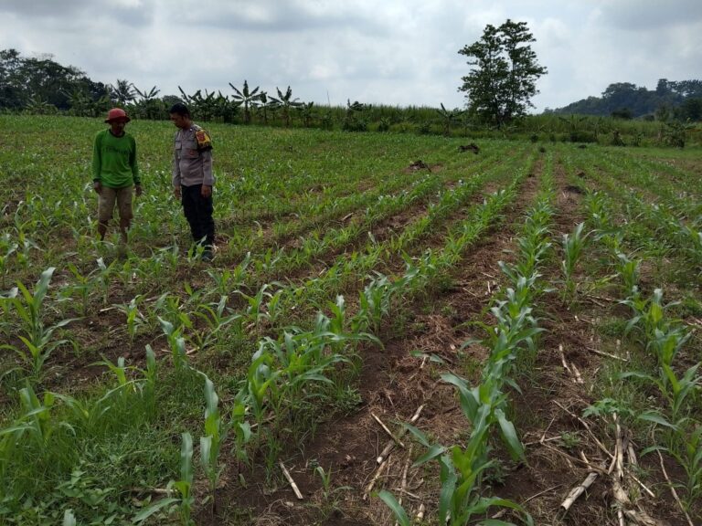 Bhabinkamtibmas Desa Sidaraja Monitoring Pertumbuhan Jagung Hibrida untuk Dukung Ketahanan Pangan