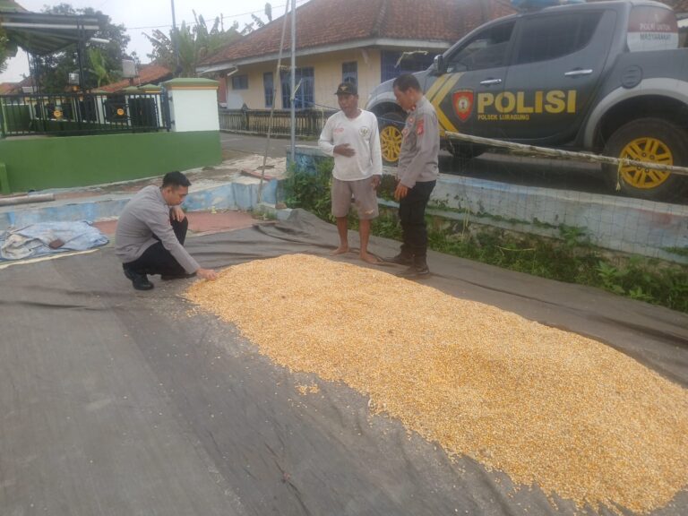 POLSEK LURAGUNG LAKUKAN PENGECEKAN JAGUNG HIBRIDA HASIL PANEN PETANI