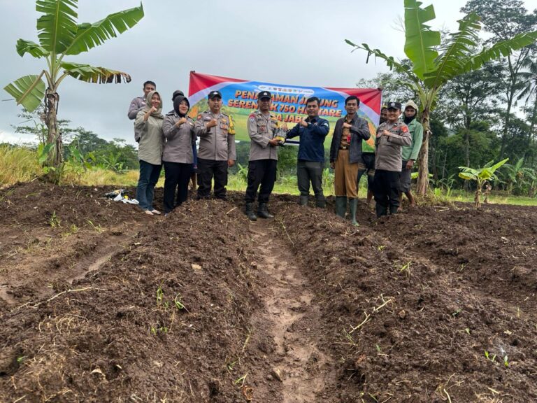 Polsek Cilimus Perkuat Ketahanan Pangan Lewat Jagung Hibrida