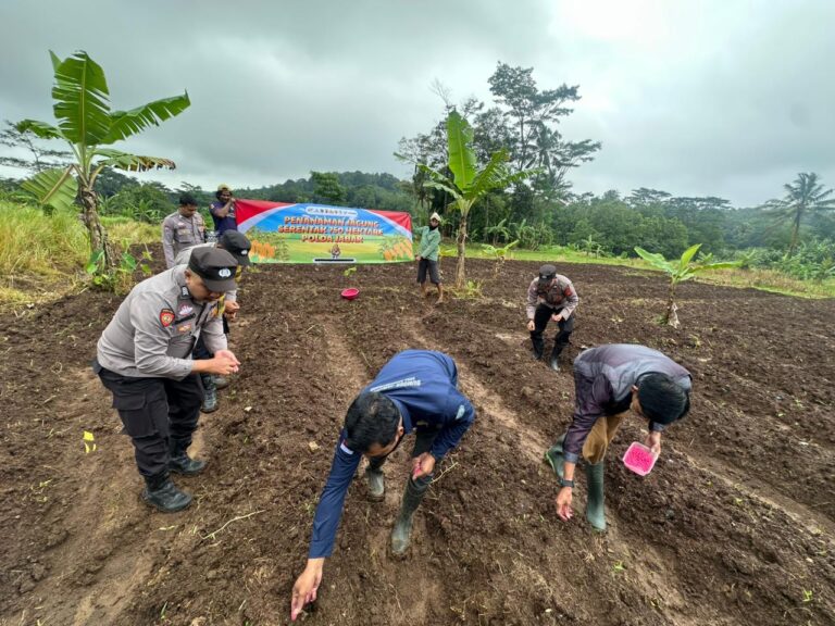 Polsek Cilimus Dukung Ketahanan Pangan Lewat Penanaman Jagung Hibrida
