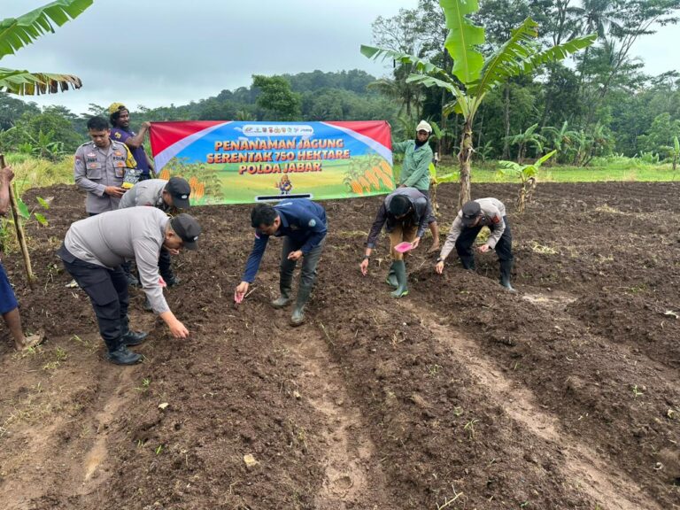 Kapolsek Cilimus Bersinergi dengan Petani Tingkatkan Hasil Panen Jagung
