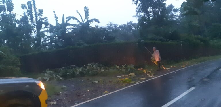 Polisi Sigap Evakuasi Pohon Tumbang di Jalan Bandorasa Cilimus