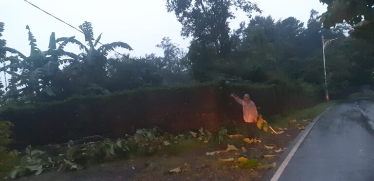 Pohon Mahoni Tumbang, Polisi Pastikan Lalu Lintas Kembali Normal