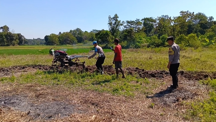 Polri Hadir di Sektor Pertanian, Polsek Ciawigebang dan Kelompok Tani Cibangbara Garap Lahan Jagung Hibrida