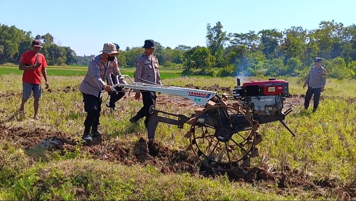 Pengolahan Lahan Jagung Hibrida di Desa Mekarjaya, Polsek Ciawigebang Bersama Kelompok Tani Cibangbara Perkuat Ketahanan Pangan