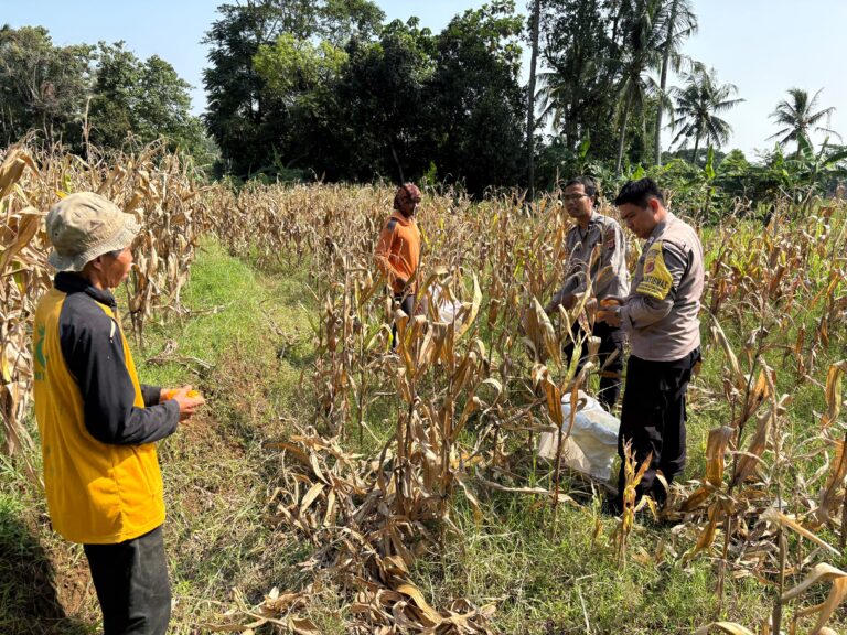 Gencarkan Edukasi Hukum ke Sektor Pertanian, Polsek Mandirancan Tanamkan Kesadaran Kamtibmas bagi Petani Jagung Salakadomas