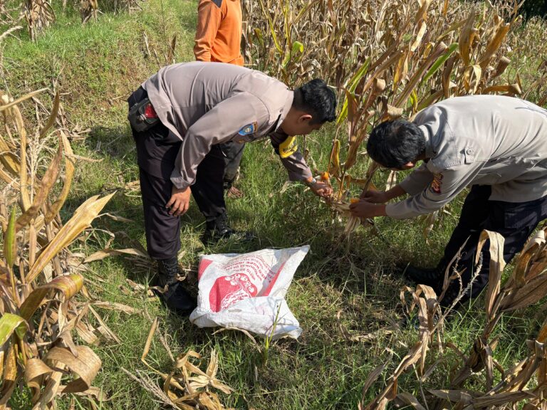 Bahu-Membahu di Pematang Sawah, Personel Polsek Mandirancan Ikut Panen Jagung Demi Amankan Ketahanan Pangan Nasional